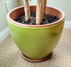 Large Potted House Plant