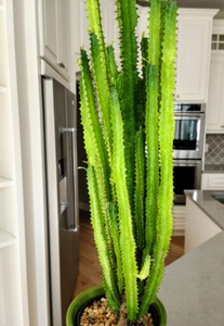 Potted Cactus