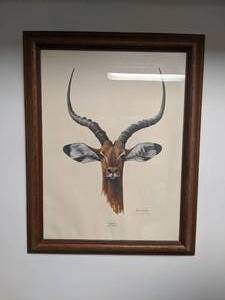 lot 323 image: Original Painting of Impala By Ray Harm