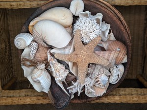 lot 202 image: Shells Galore with Beautiful Wood Bow