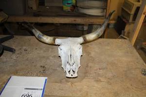lot 696 image: Authentic Steer Skull