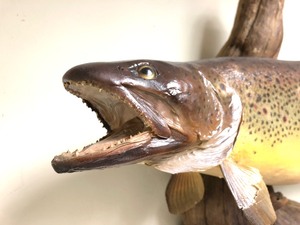 lot 7 image: Large 24 Taxidermy Mounted Trout