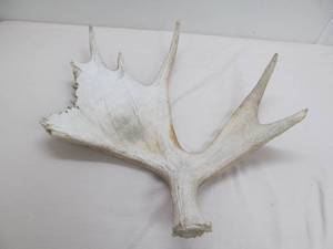 Moose antler