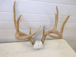 lot 98 image: Large Deer Antler Mount