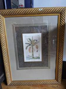 lot 33 image: French banana tree Framed artwork