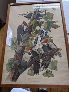 lot 36 image: Pileated Woodpecker Framed Painting