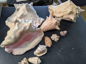 lot 157 image: Seashells Nautical Home Decor