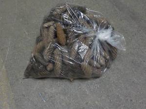 lot 364 image: Large Bag of Pinecones...
