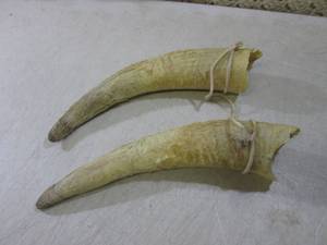 Pair of Bull Horns  BS...