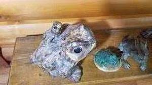 lot 2400 image: Collection of 4 Fun Frogs