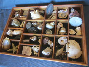 Showcase with shells & minerals, ca...