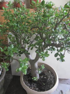 Jade plant, approx 55H with 4 tru...