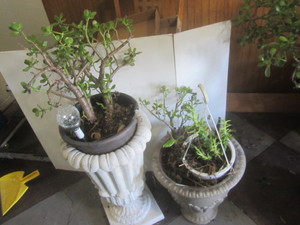 Jade, two plants - one is a finger ...