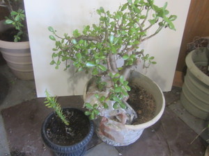 Jade plants 24H in 16H pot, star...
