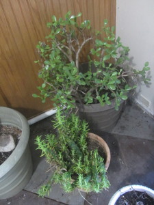 Jade plants 24H in 22H pot...