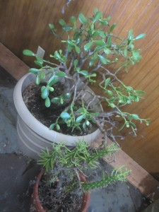 Jade plants 20H n 18H pot, finge...