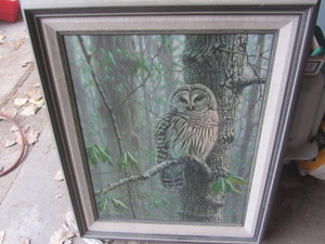 Spring Maples - Barred Owl oil on l...