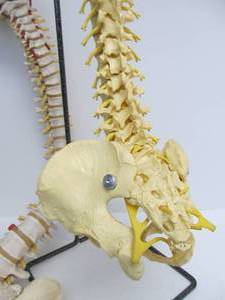 lot 295 image: 2 Life-Size Human Spine Skeletal Models 
