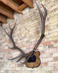 lot 18 image: Large Mounted Elk Antlers