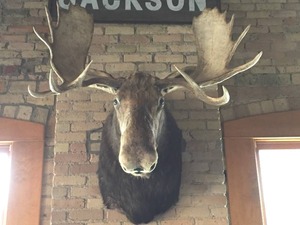 lot 224 image: Majestic Moose Mount