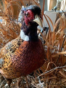 lot 145 image: Pheasant Mount On Oak Base