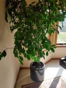 lot 341 image: Bright Indoor Faux Plant with Contemporary Planter