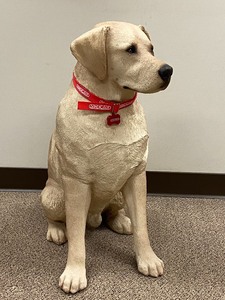 Adult Yellow Labrador Retriever