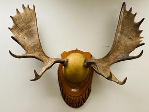 Northern Minnesota Bull Moose Antler Mount
