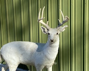 lot 39 image: UNUSUAL FIND  White DOE Deer with Antler Rack