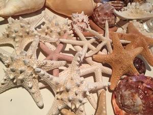 lot 81 image: Large Lot of SeaShells