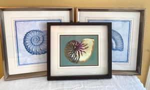 Lot of 3 Seashell Themed Framed prints