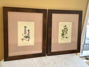 Two Framed Botanical Prints