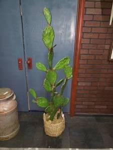 lot 33 image: New 5 Opalhouse Faux Cactus
