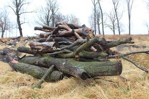 lot 1071 image: Large Pile of Tree Logs