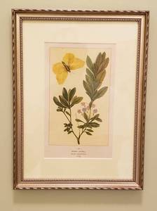 Collection of 3 Beautiful Botanical Prints