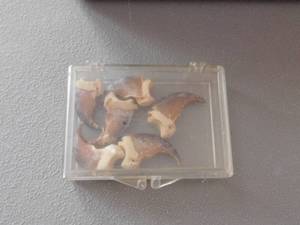 lot 46 image: Black Bear Skull & 6 Bear Claws