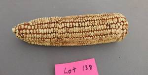 lot 138 image: Dan Walton Pheasant in Corn Cob Call