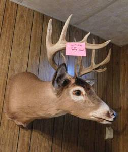 lot 261 image: 10 Point Deer Mount