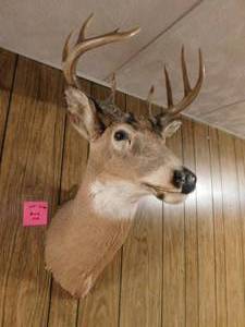 lot 270 image: 9 Point Deer Mount