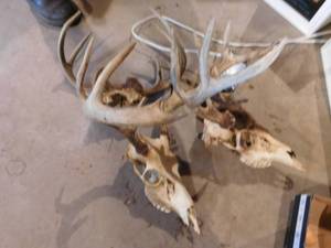 lot 393 image: 3 Horns, 2 Signs & Misc. Items