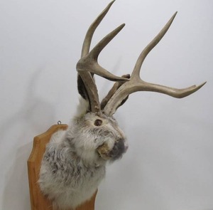 lot 152 image: Taxidermy Jackelope Mount