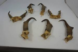 lot 58 image: Plastic Container of Misc Animal HornsAntlers