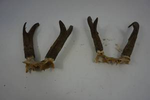 lot 59 image: 2 Sets of Antelope Antlers