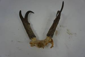 lot 60 image: Antelope Antlers