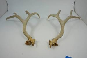lot 61 image: Deer Antlers