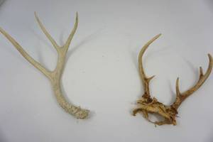 lot 62 image: Antlers