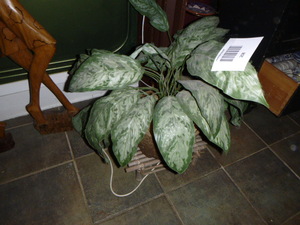 Fake Plant