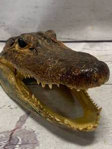lot 41 image: Genuine Alligator Head