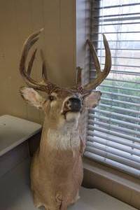 lot 150 image: JTs Trophy Buck - All Proceeds Go To Charity