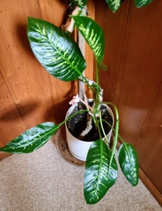 lot 11 image: Huge House Plant